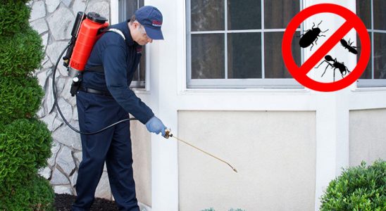 Hemşin Hamam Böceği İlaçlama böcek ilaçlama ve haşere kontrolü — ilaclama-tr.com